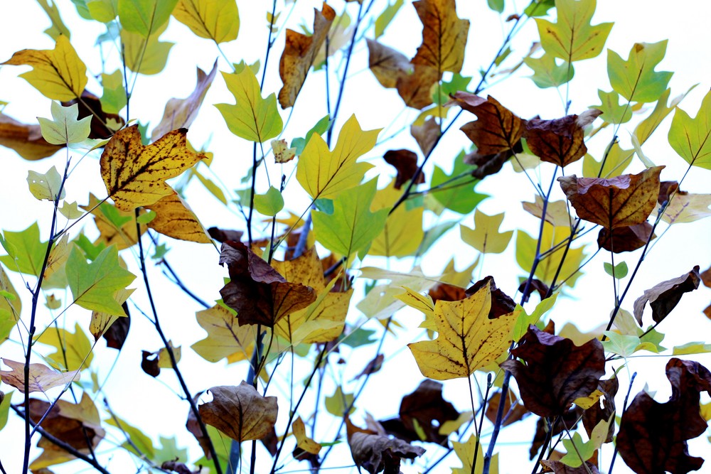 feuilles a feuilles