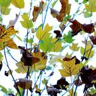 feuilles a feuilles