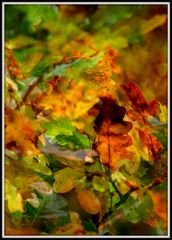 Feuilles au Miroir.....