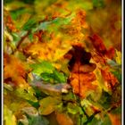 Feuilles au Miroir.....