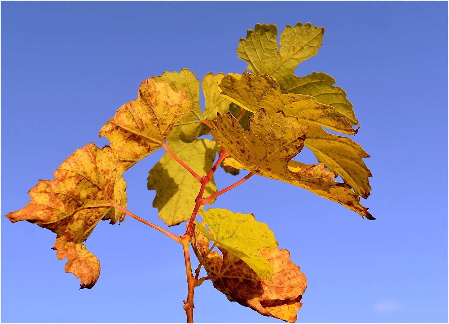 feuilles aux couleurs de l'automne