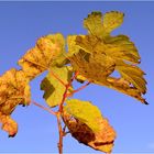 feuilles aux couleurs de l'automne