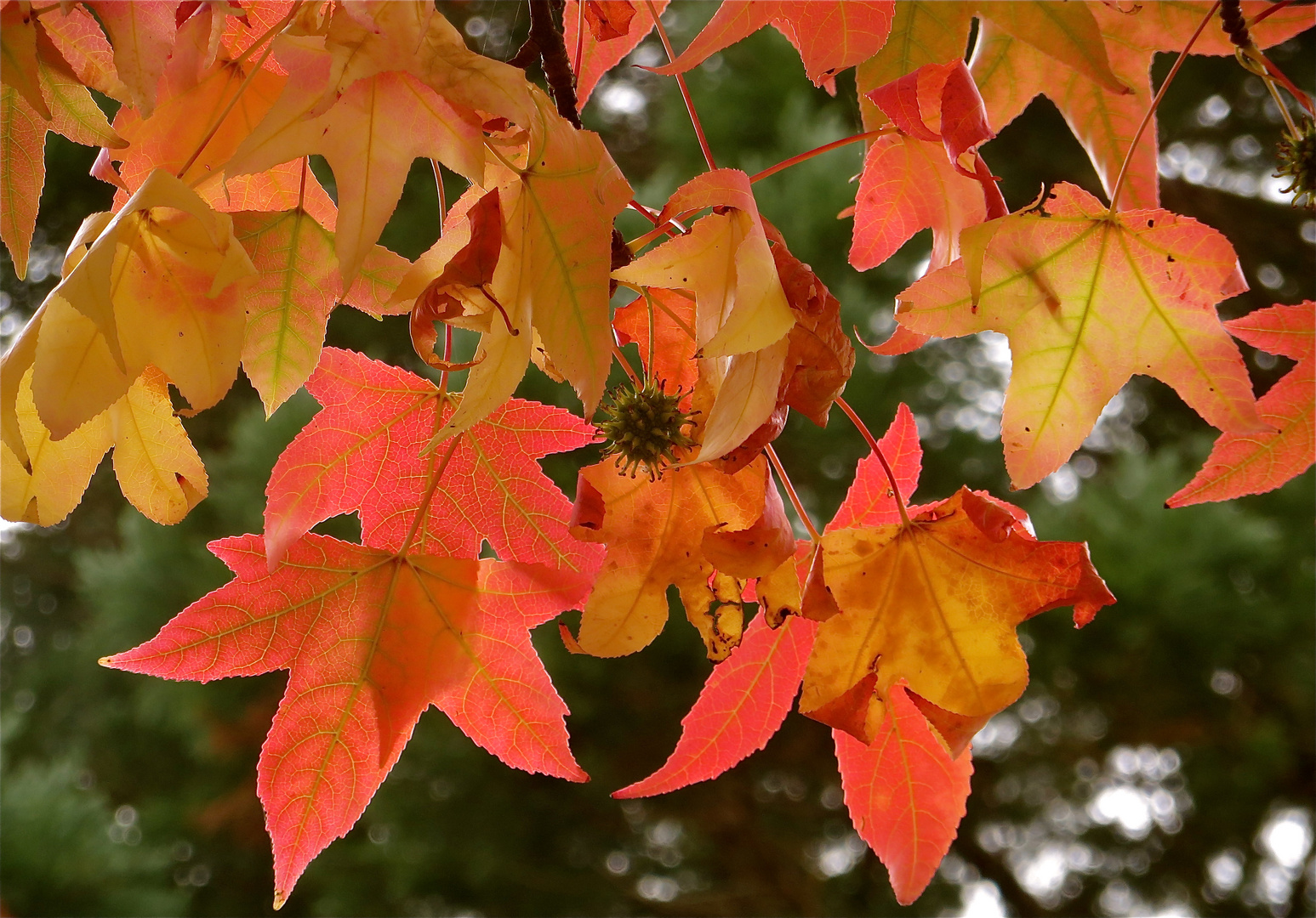 ... feuilles !!!...