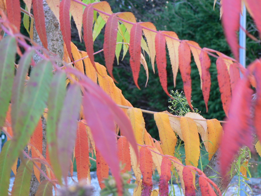 Feuilles colorées