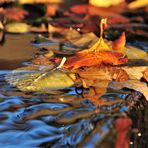 Feuilles colorées dans un ruiseau