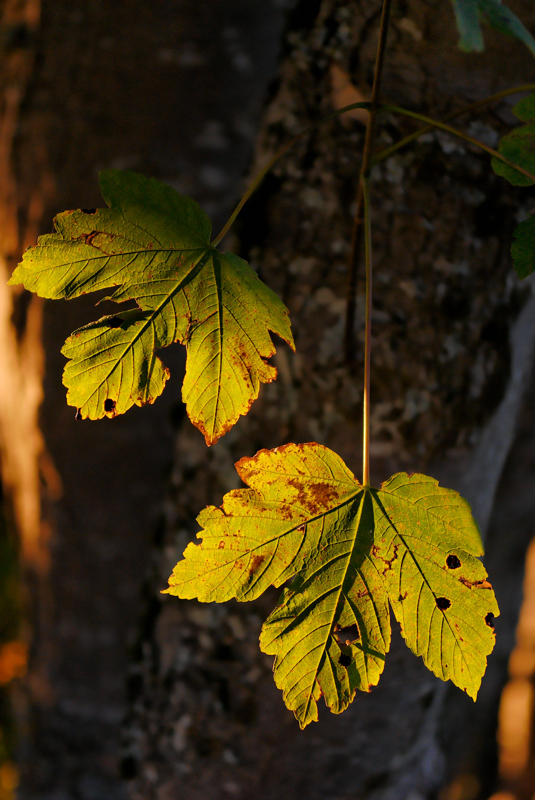 feuilles d' érable