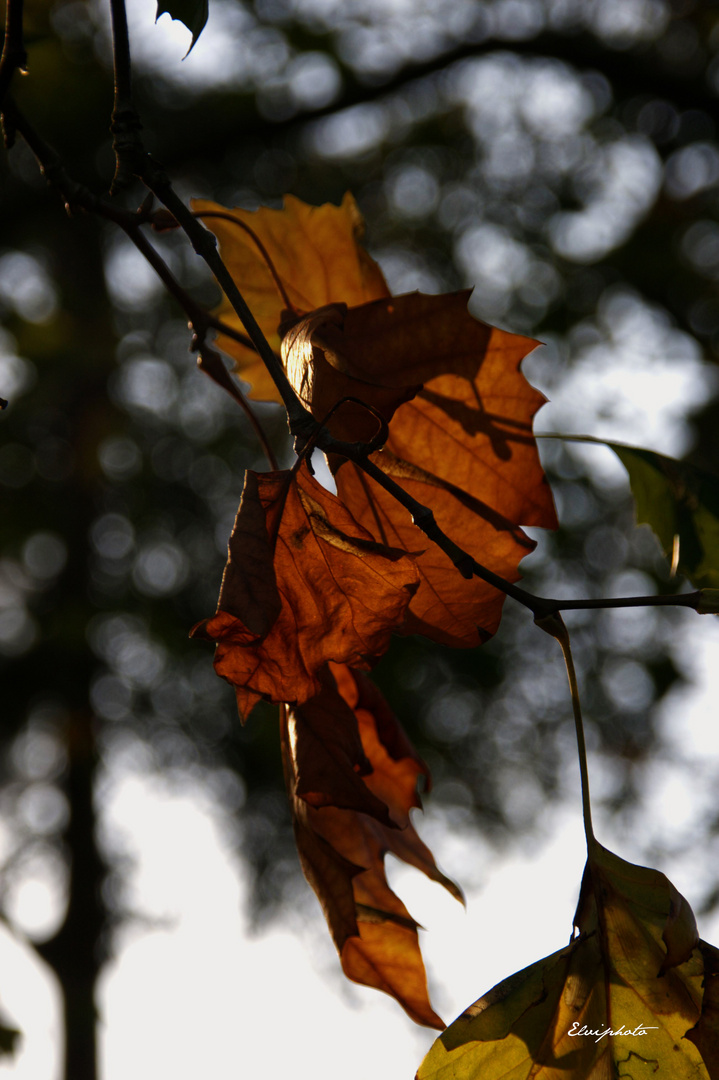 Feuilles d'automne 