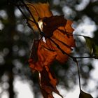 Feuilles d'automne 