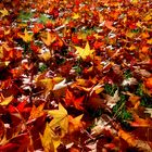 Feuilles d'automne