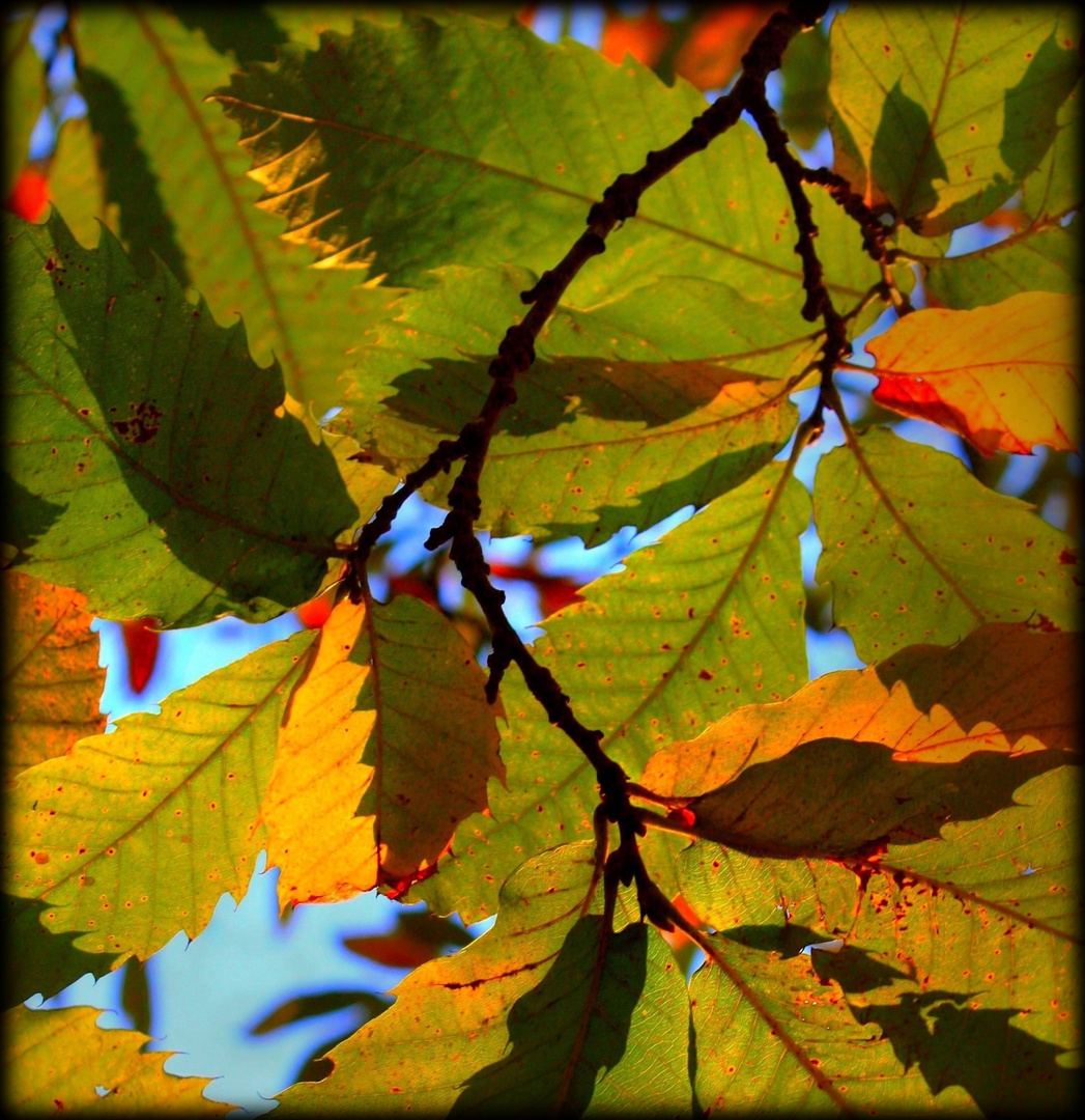 Feuilles d'automne