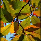 Feuilles d'automne