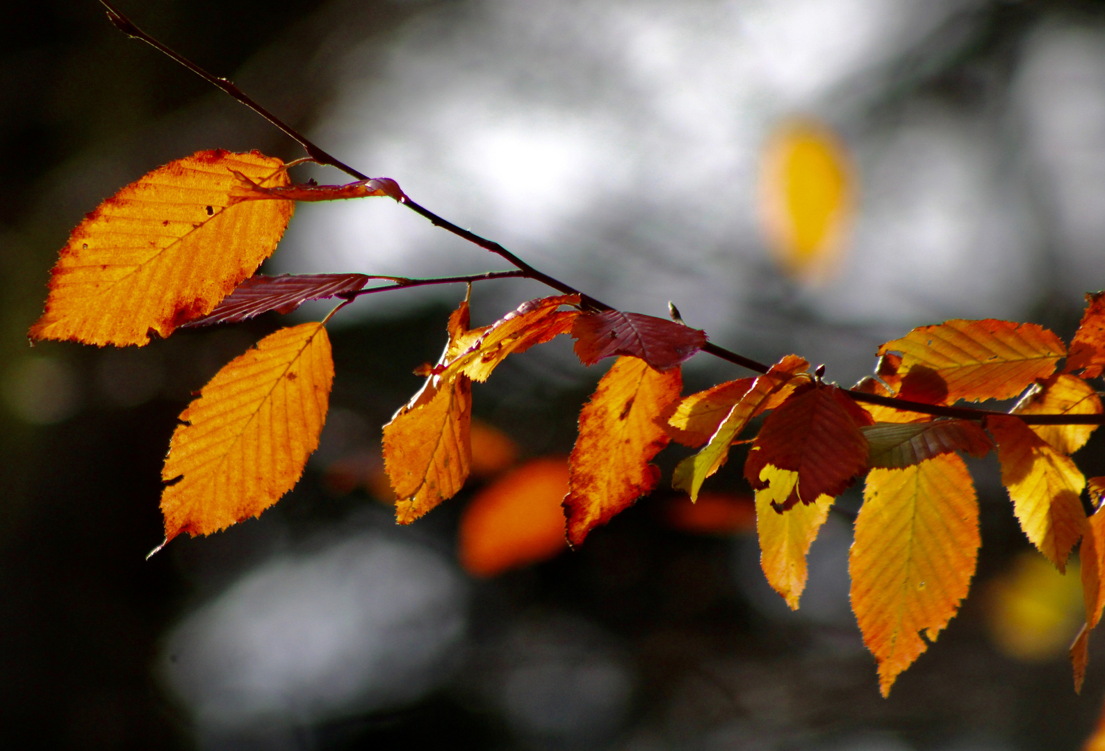 ...feuilles d'automne!!!...