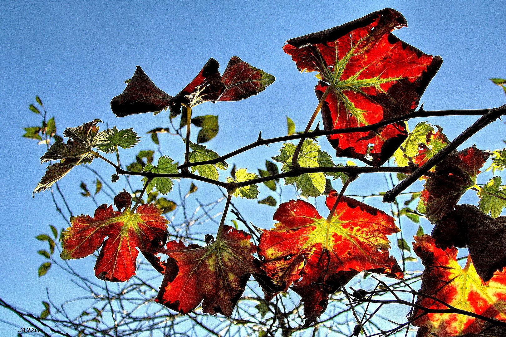 feuilles  d'automne