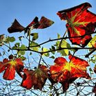 feuilles  d'automne