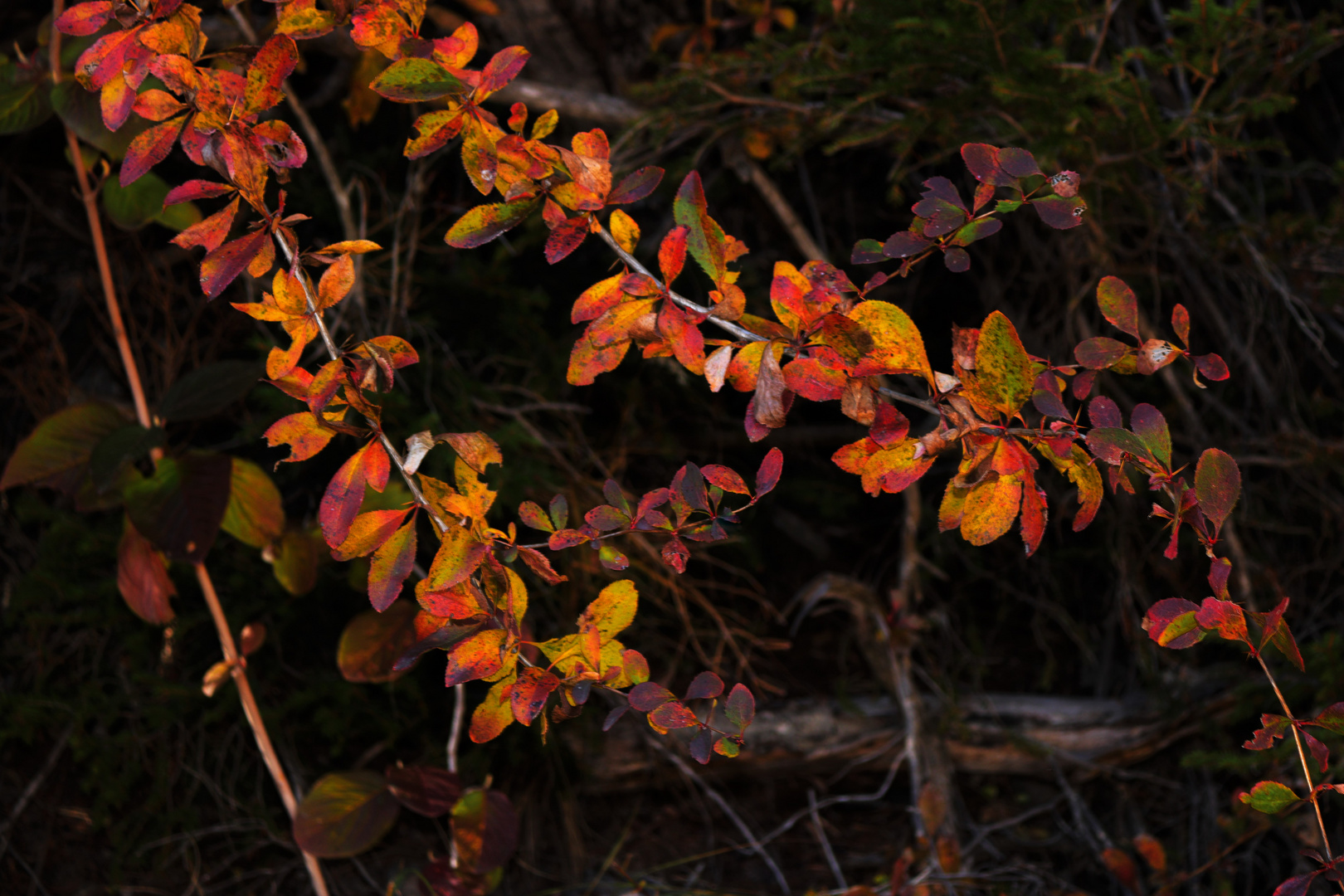 Feuilles d'automne 