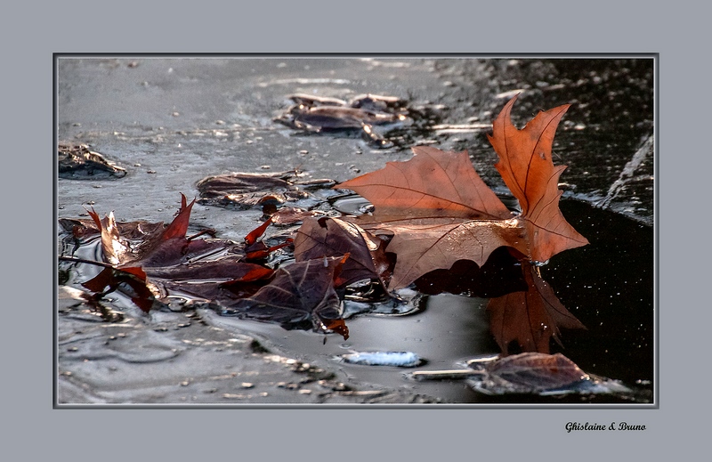 Feuilles d'automne