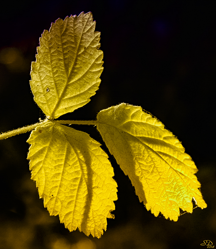 Feuilles d'automne