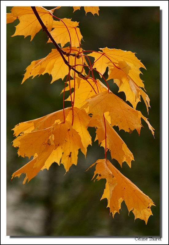 Feuilles d'automne