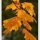 Feuilles d'automne