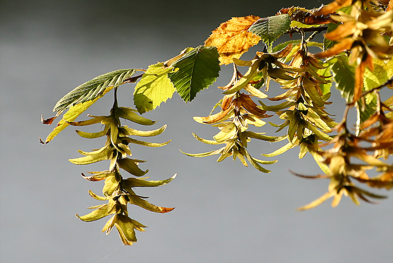 feuilles d'automne aux etangs de Comelle