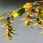 feuilles d'automne aux etangs de Comelle