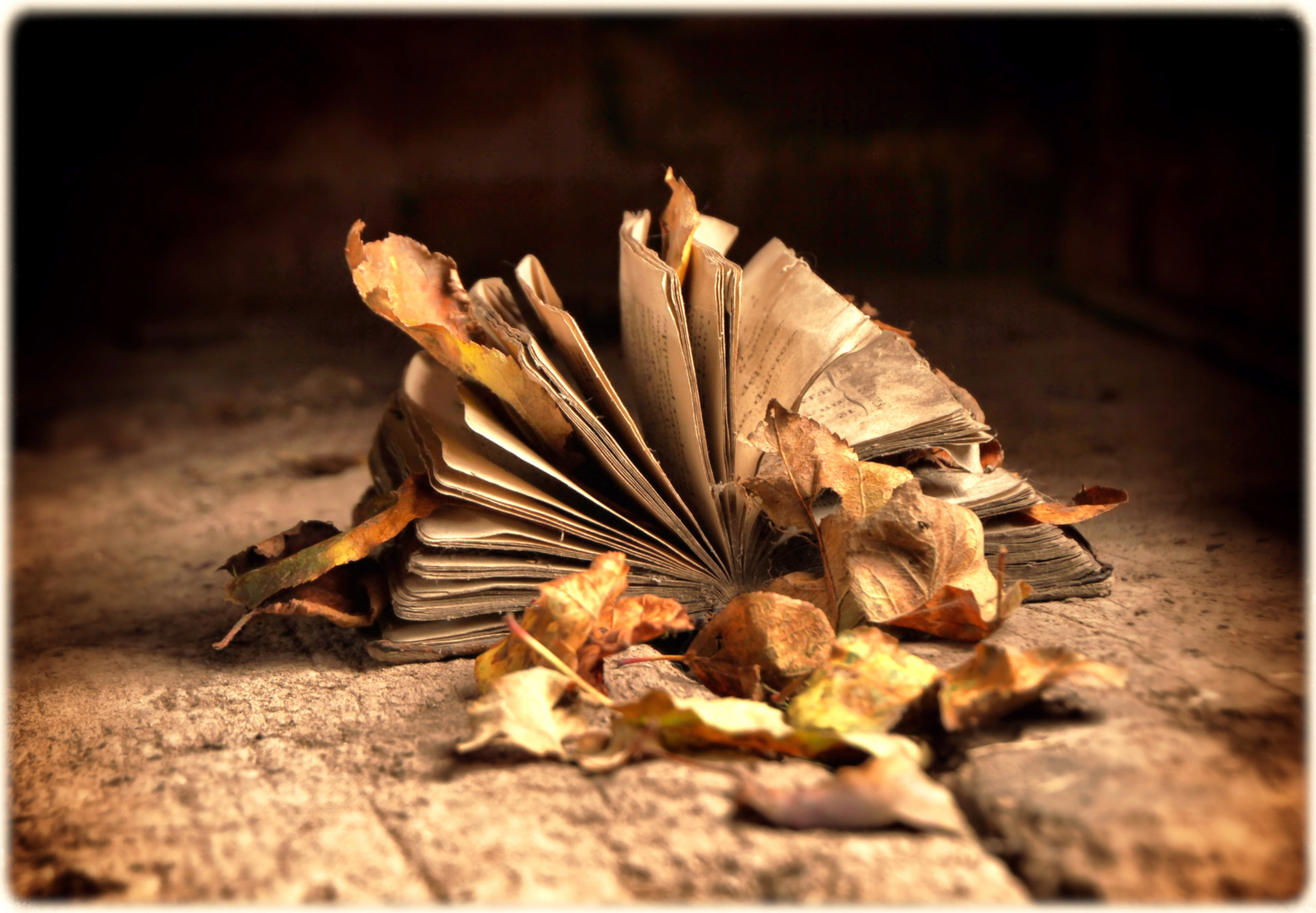 Feuilles d'automne...