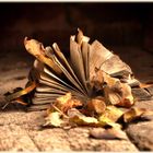 Feuilles d'automne...