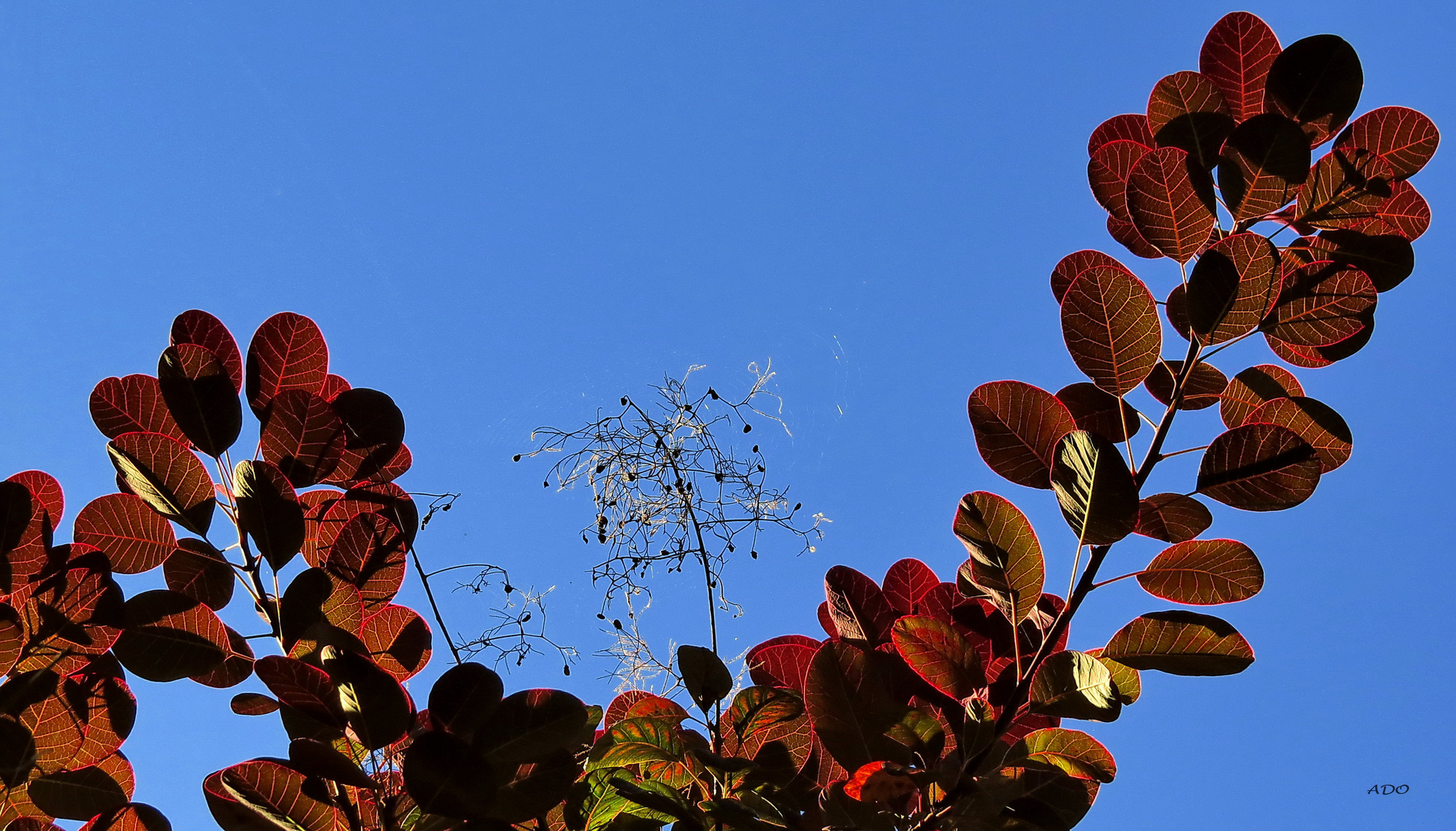 feuilles d’automne