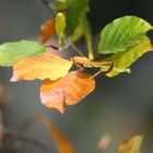 feuilles d'automne. Couleurs d'octobre