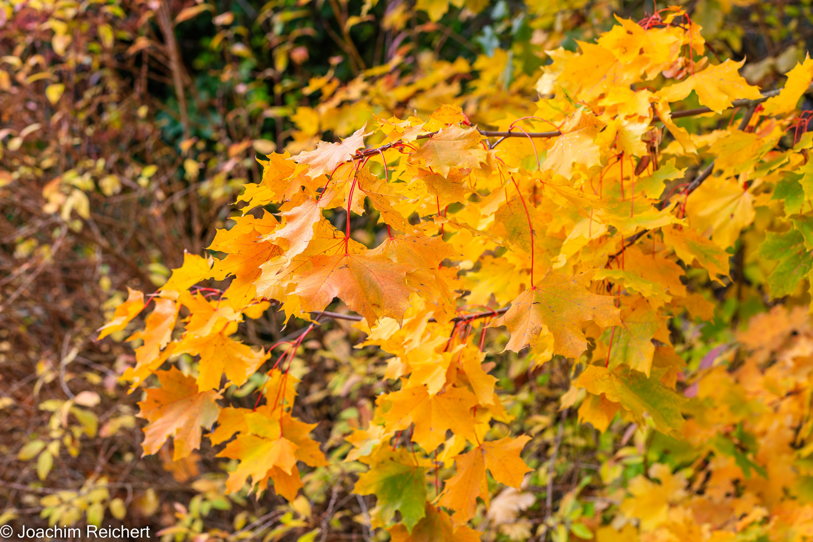 Feuilles d'automne