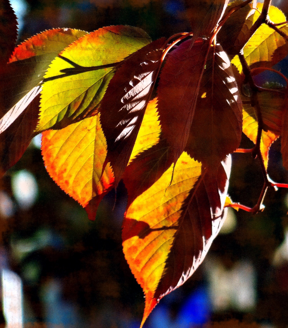 Feuilles d'Automne