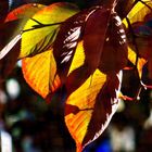 Feuilles d'Automne