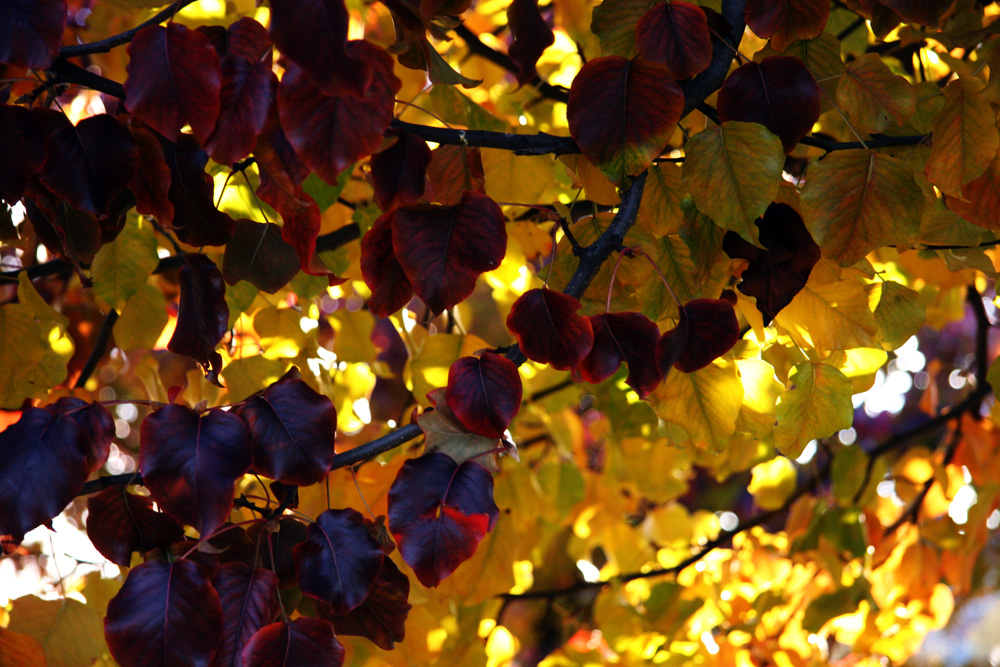 Feuilles d'automne