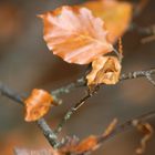 feuilles d'automne lac blanc