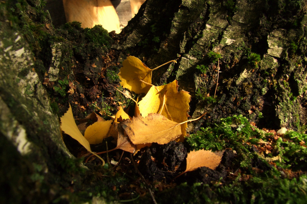 feuilles de bouleau