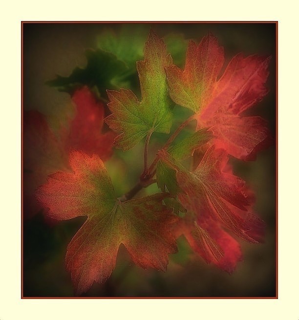 Feuilles de braise