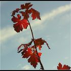 Feuilles de cassis noir