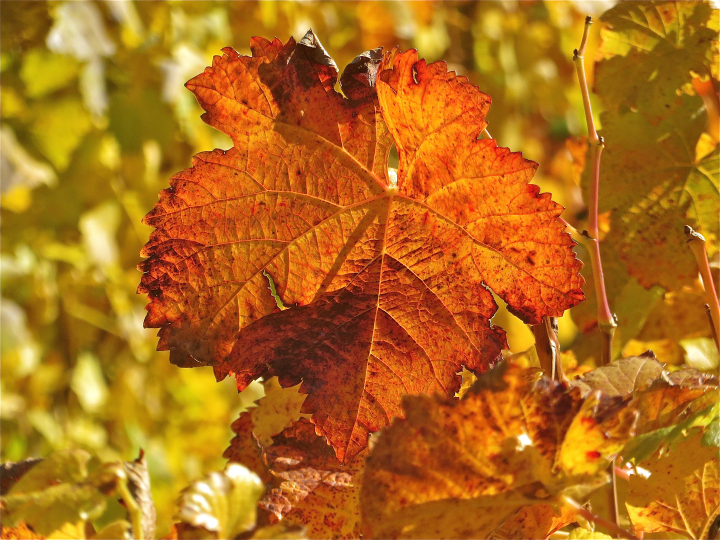 ..feuilles de cépage !!!...