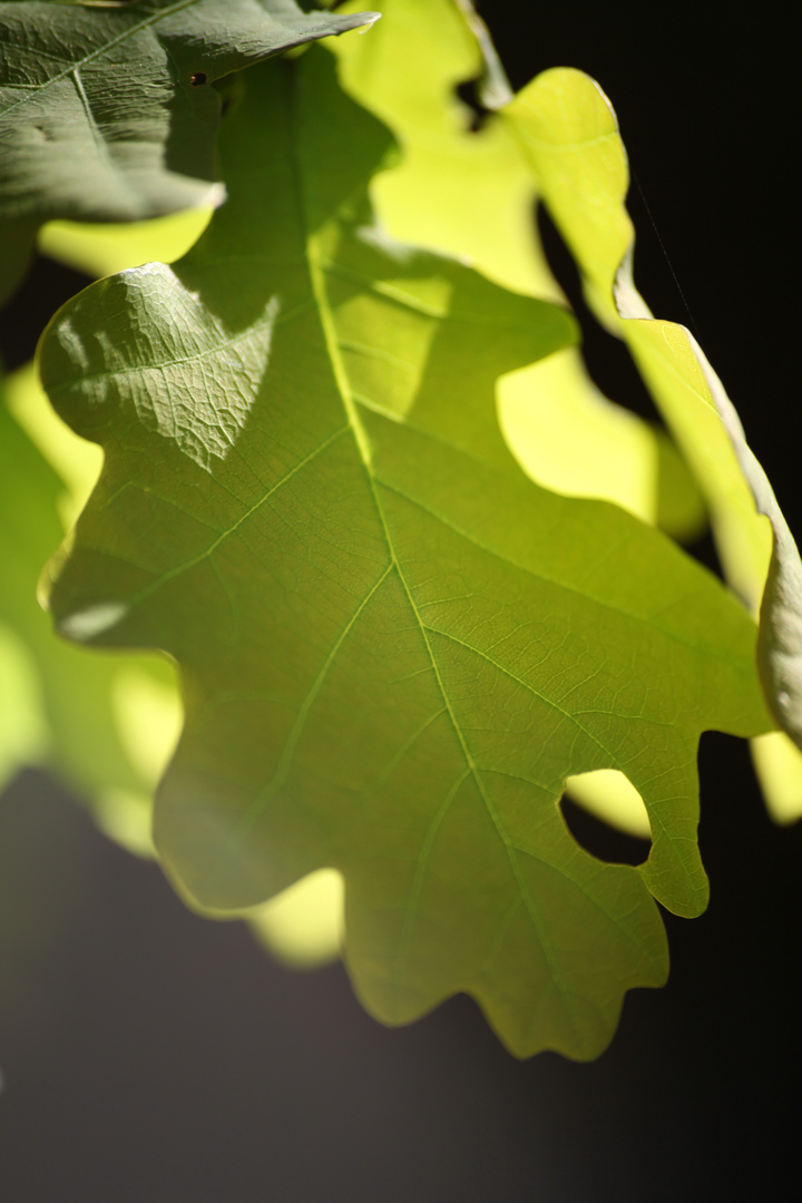 feuilles de chene