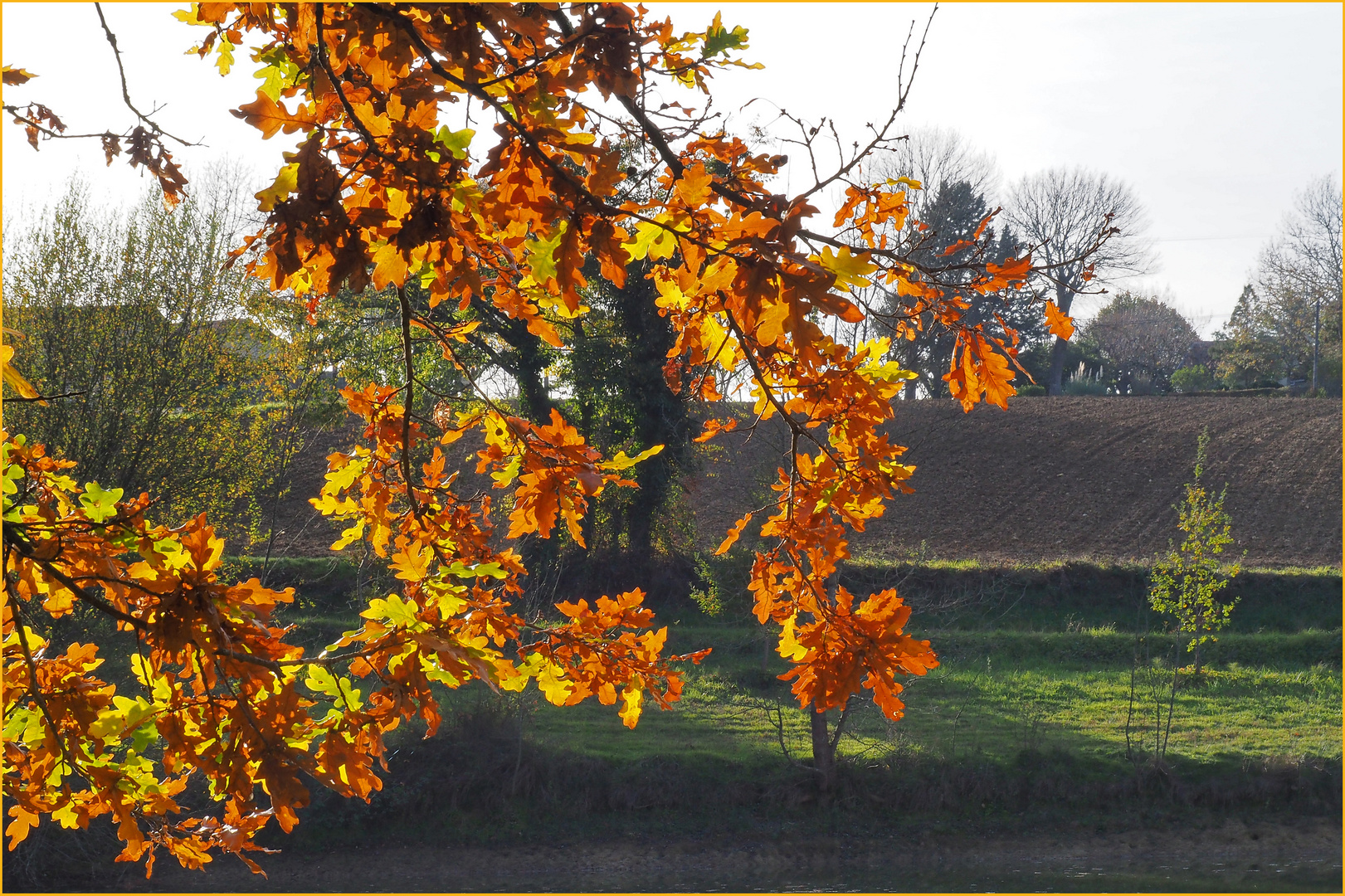 Feuilles de chêne en automne