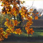 Feuilles de chêne en automne