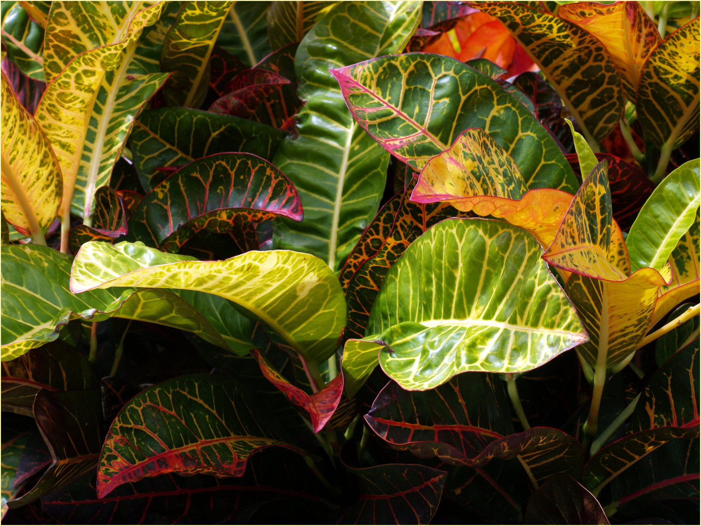 Feuilles de croton - Codiaeum variegatum - Krotonblätter (Wunderstrauch)