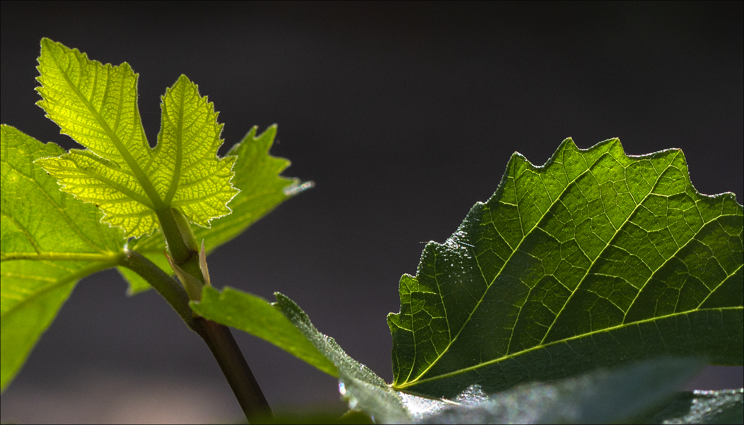 Feuilles de figuier 