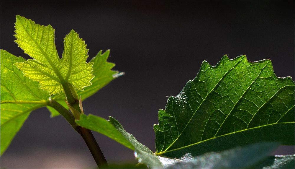 Feuilles de figuier 