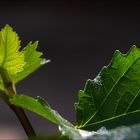 Feuilles de figuier 