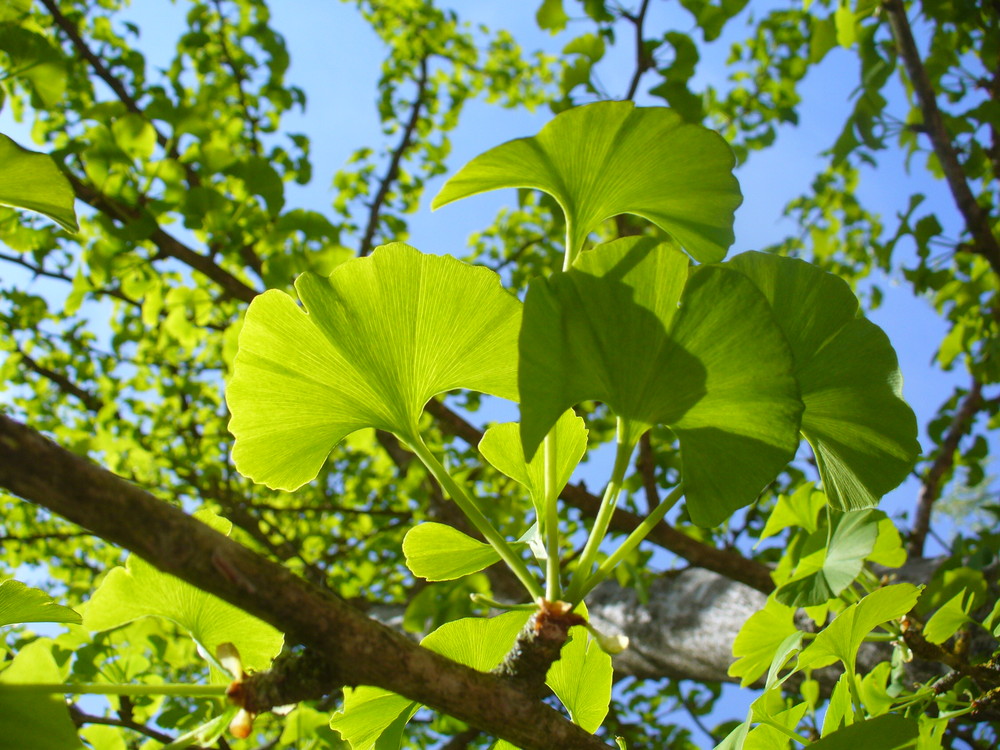 feuilles de ginko