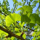 feuilles de ginko