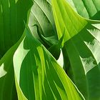 Feuilles de hosta