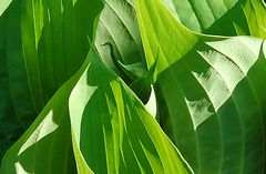 Feuilles de hosta