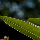 Feuilles de laurier rose en fin d’après-midi  --  Oleanderblätter spätnachmittags